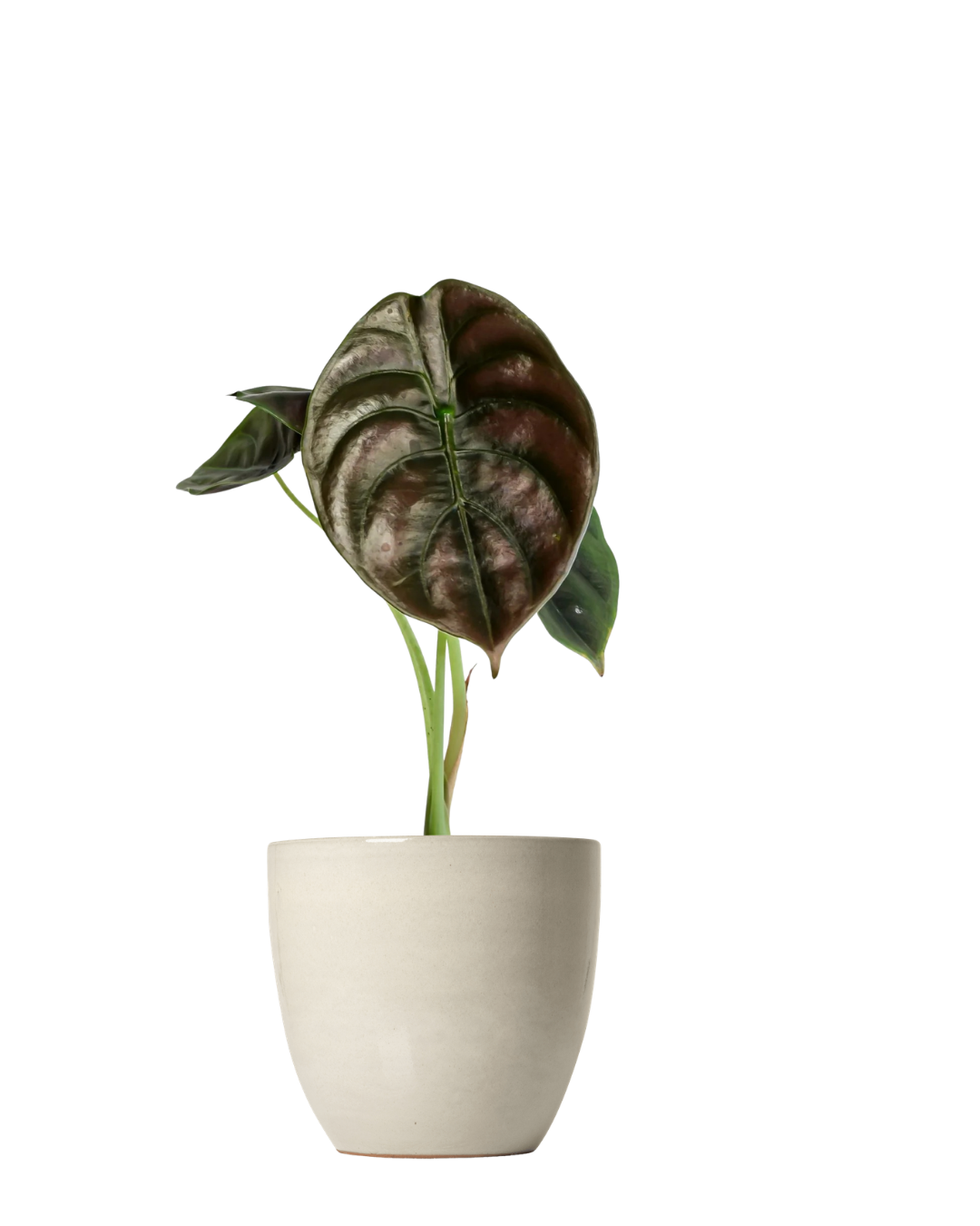 Alocasia Cuprea (Red Secret)