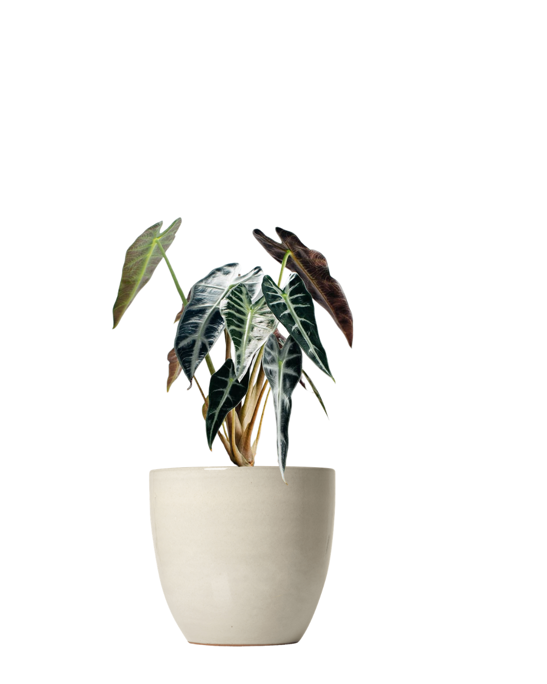 Alocasia Amazonica Bambino