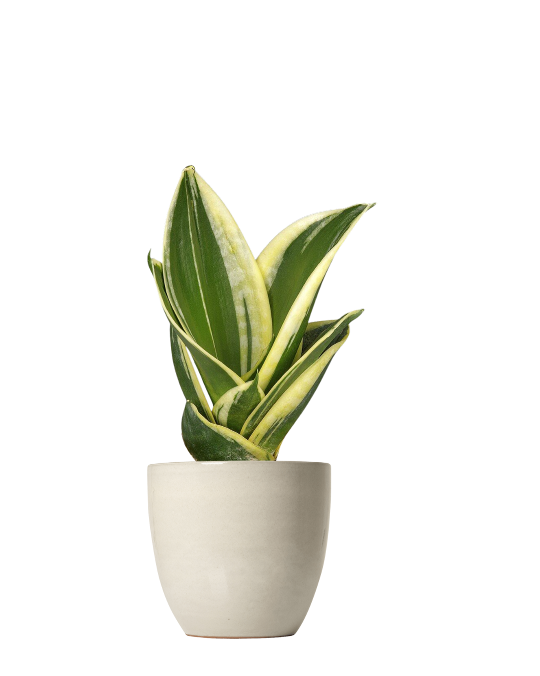 Sansevieria Trifasciata Jade Pagoda Hahnii
