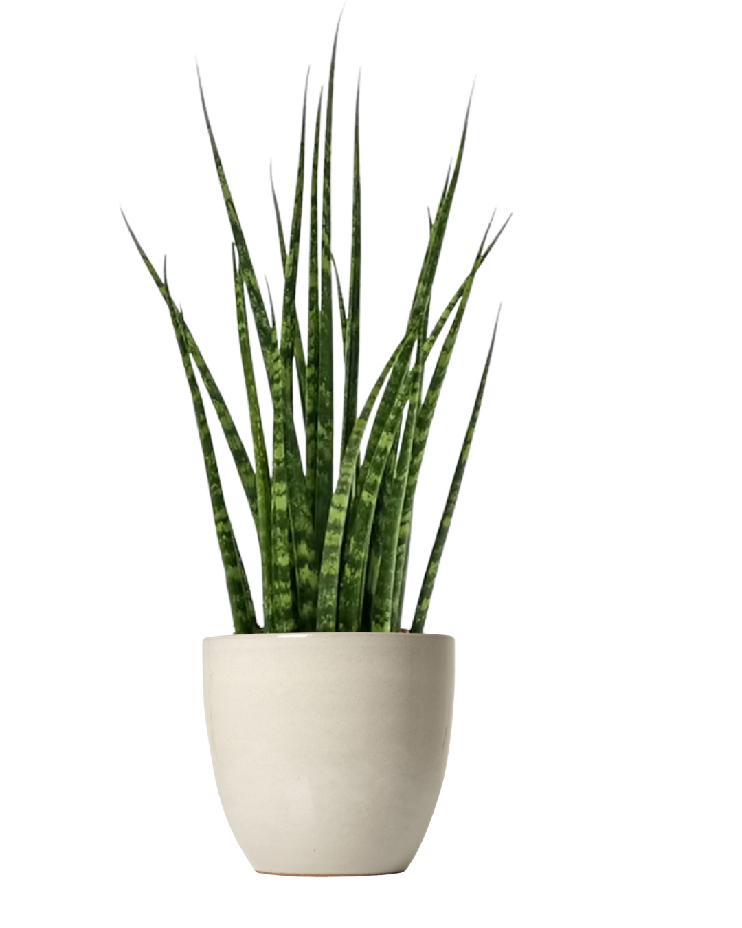 Sansevieria Bacularis Mikado
