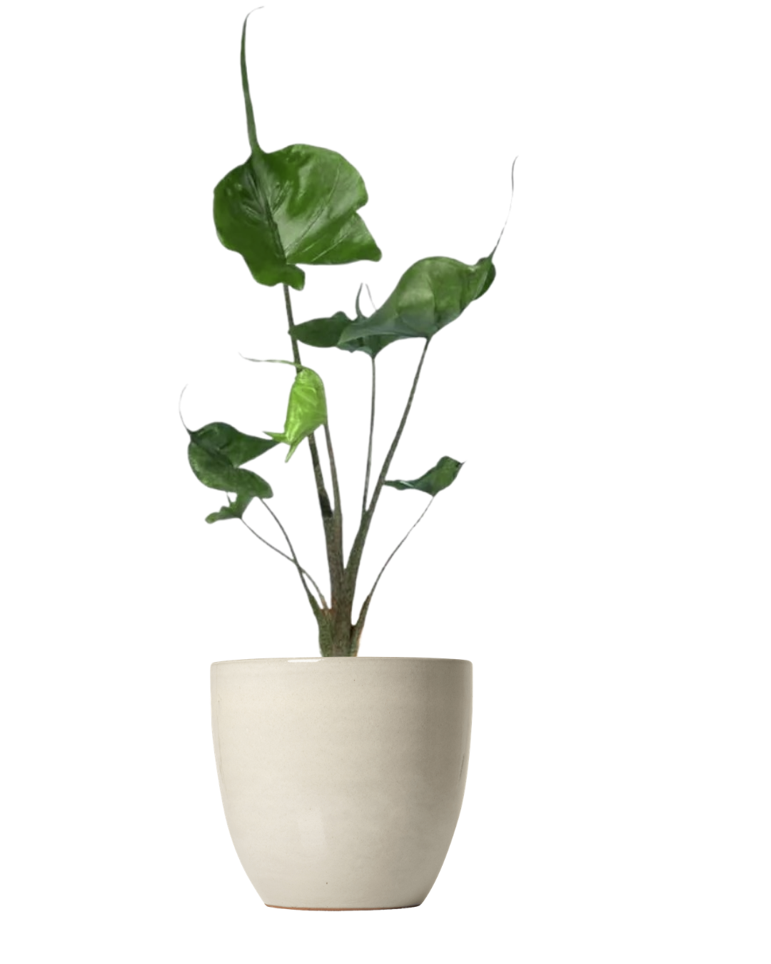 Alocasia Stingray