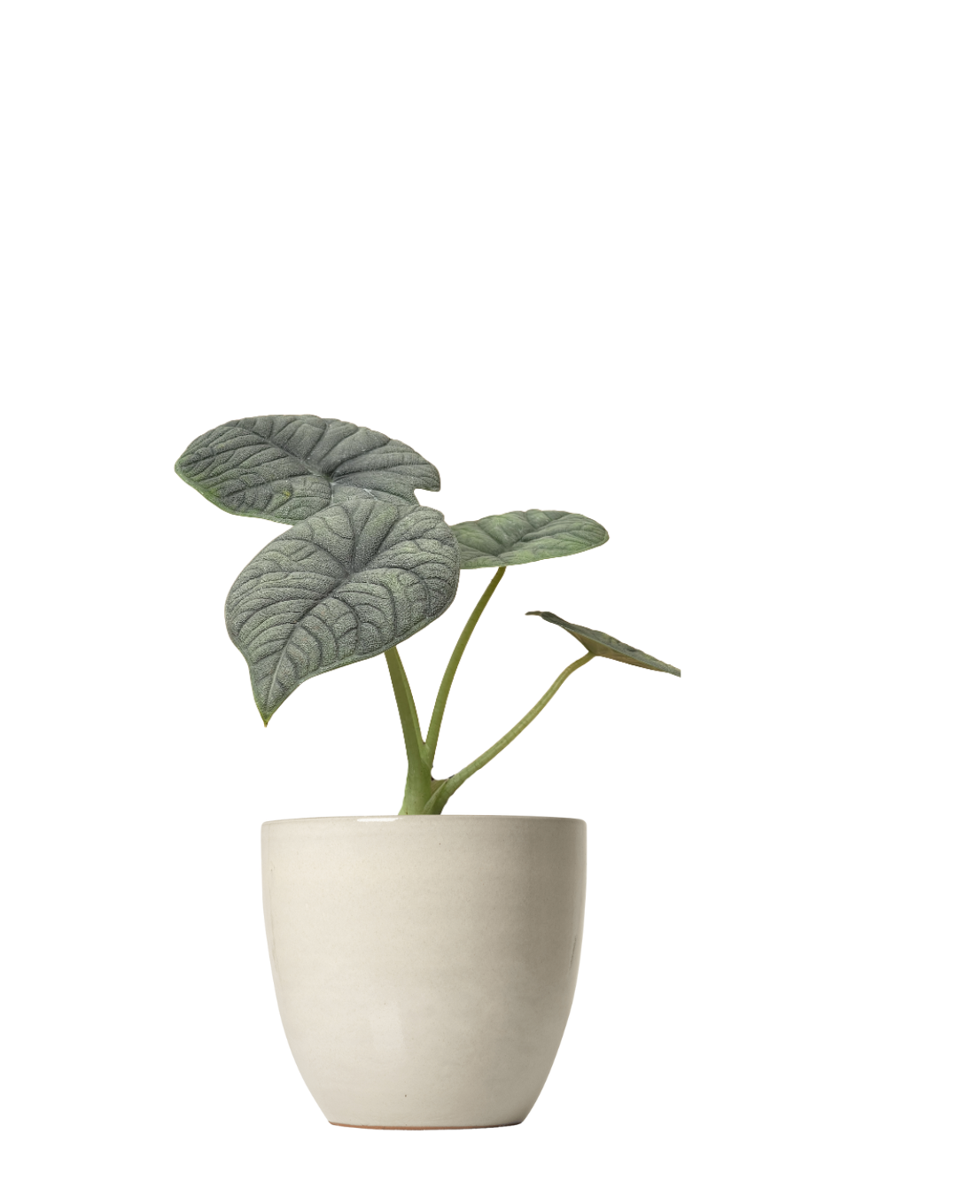Alocasia Melo