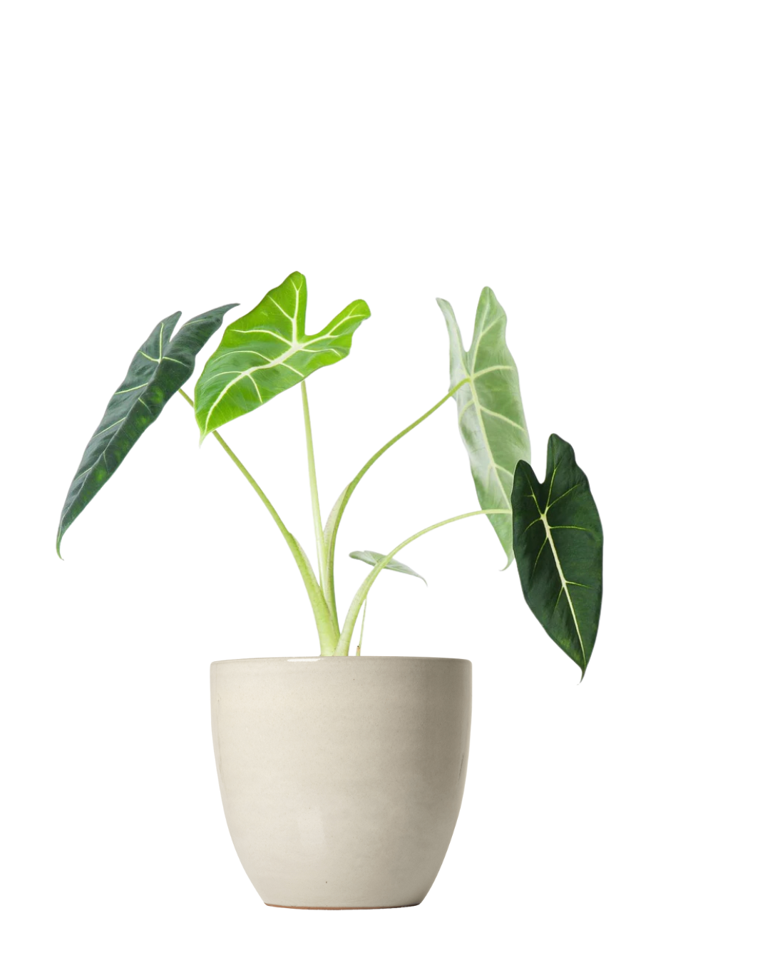 Alocasia Frydek