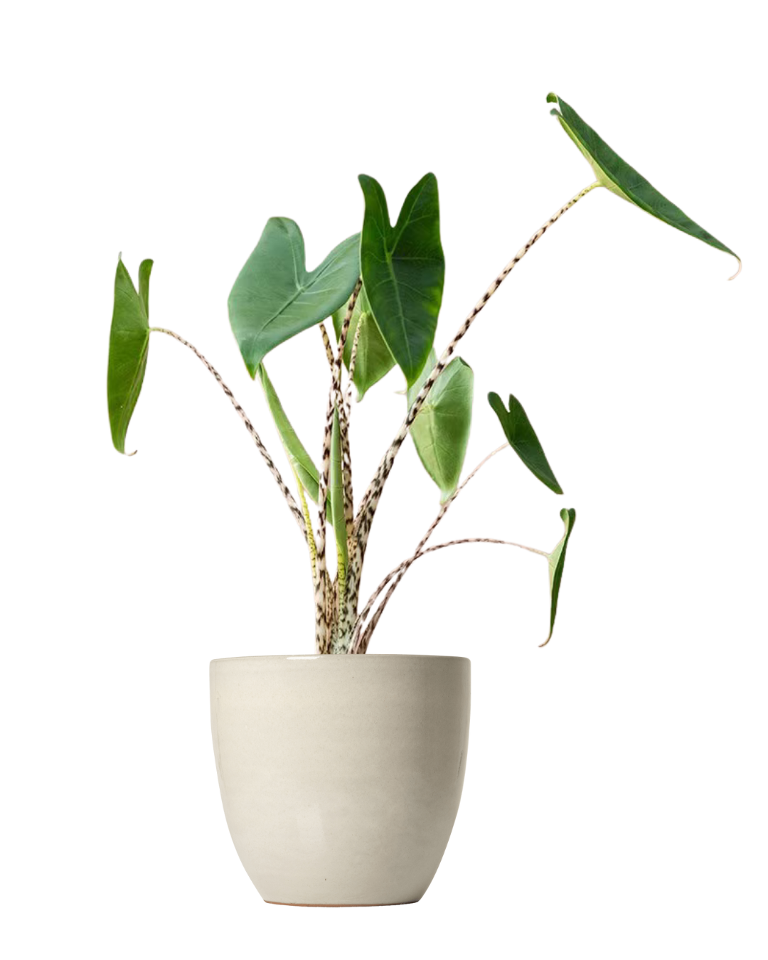 Alocasia Zebrina